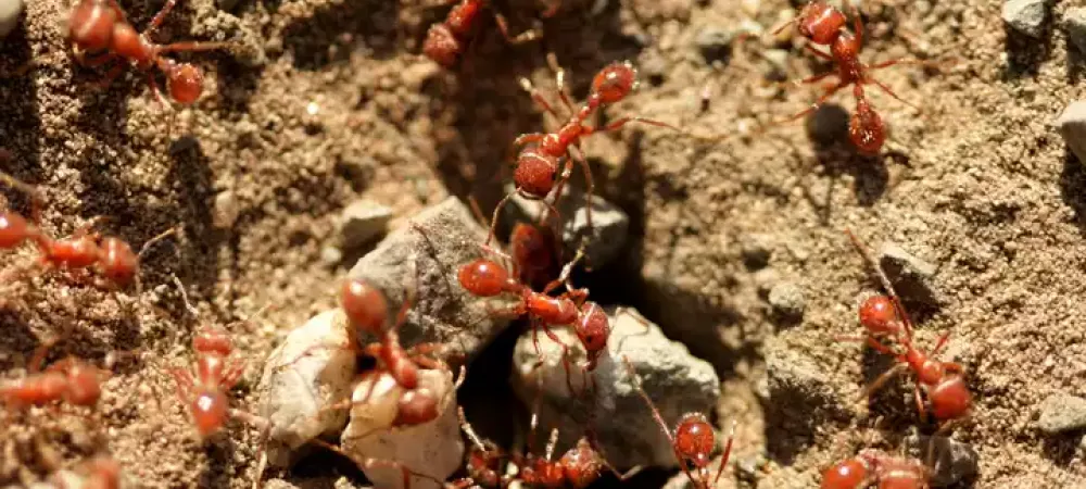 fire ants