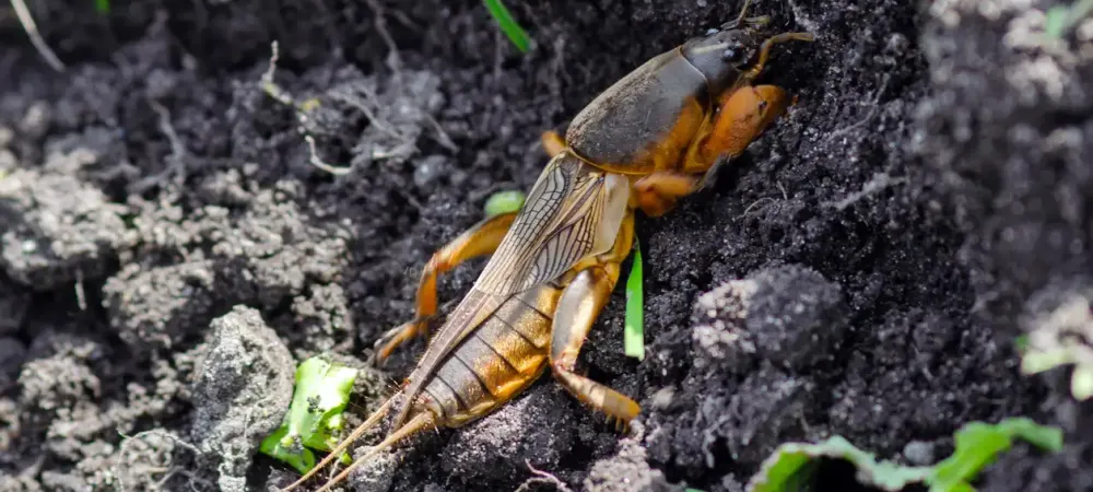 mole cricket
