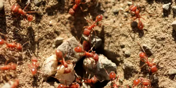 fire ants