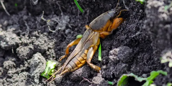mole cricket