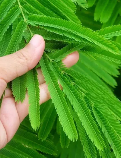 man inspecting leaves on a tree