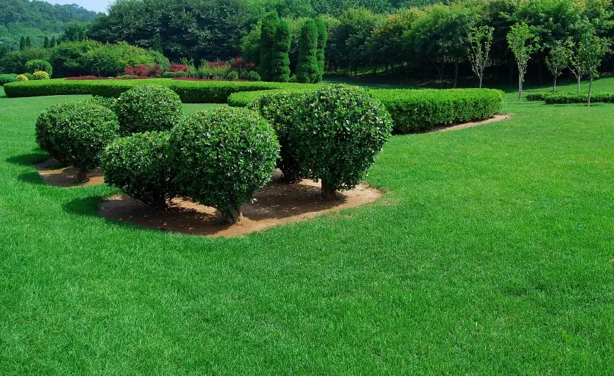 shrubs