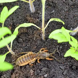 mole cricket