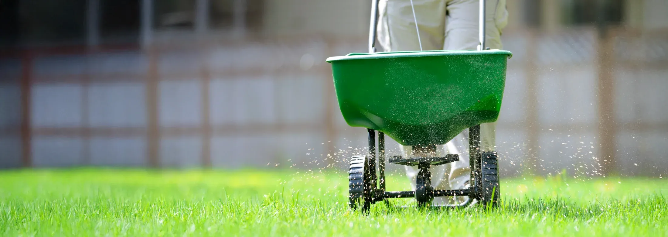 overseeding lawn