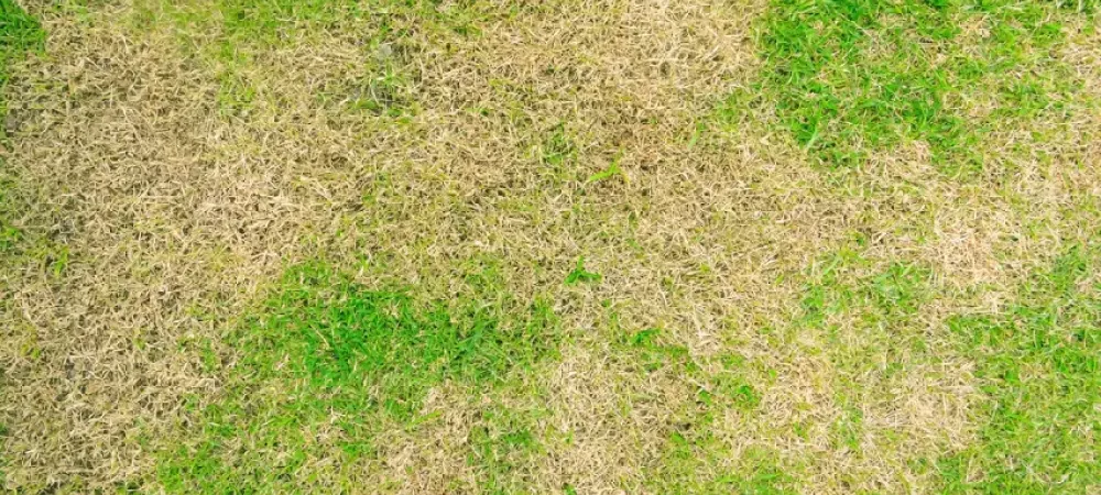 brown grass