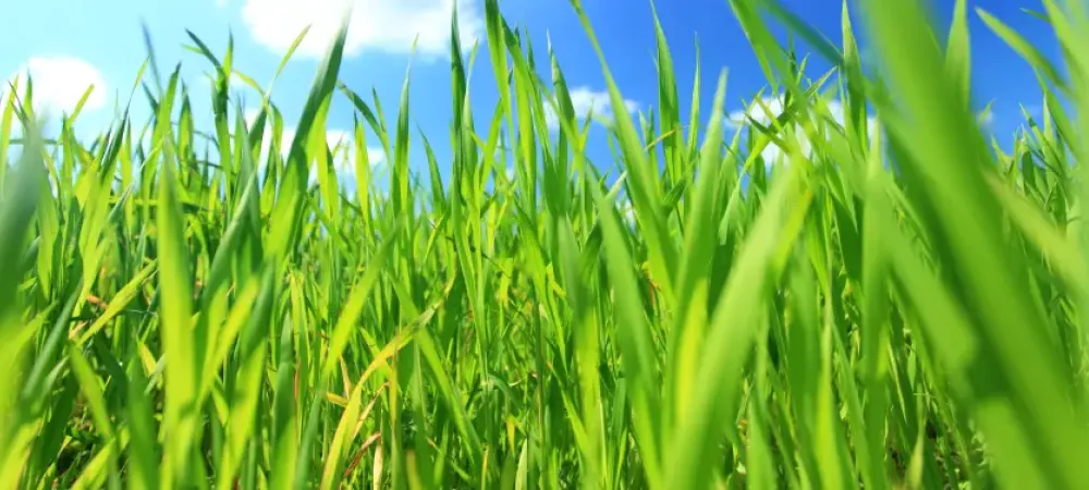 grass