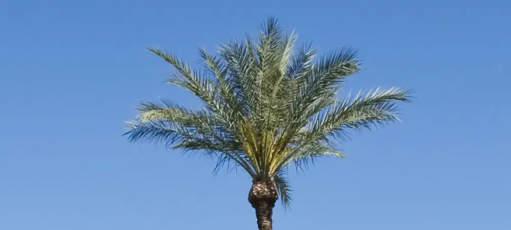 palm tree
