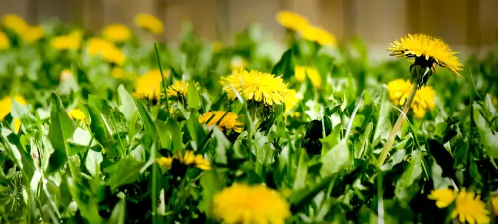 weeds