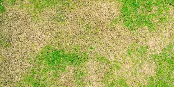 brown grass