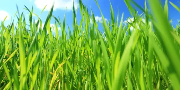 grass