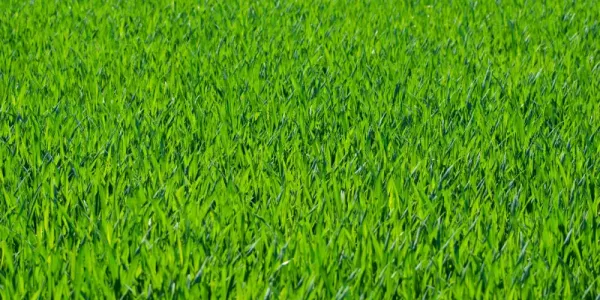 grass