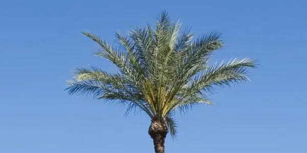 palm tree