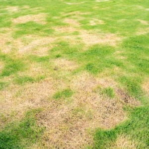 large brown patch on grass