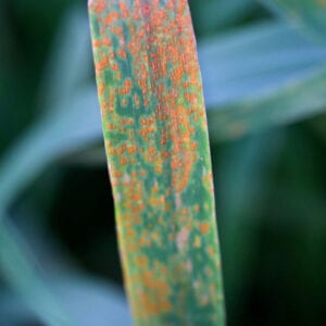 rust fungus on blade of grass