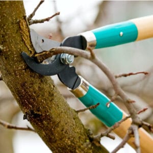 tree pruning