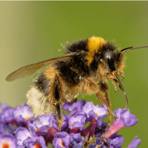 bumble bee on flower