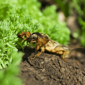 mole cricket outside on dirt