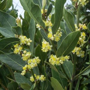 close up of bay laurel shrub