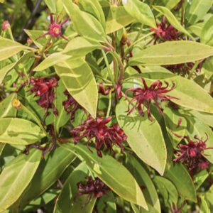 star anise shrub with flowers