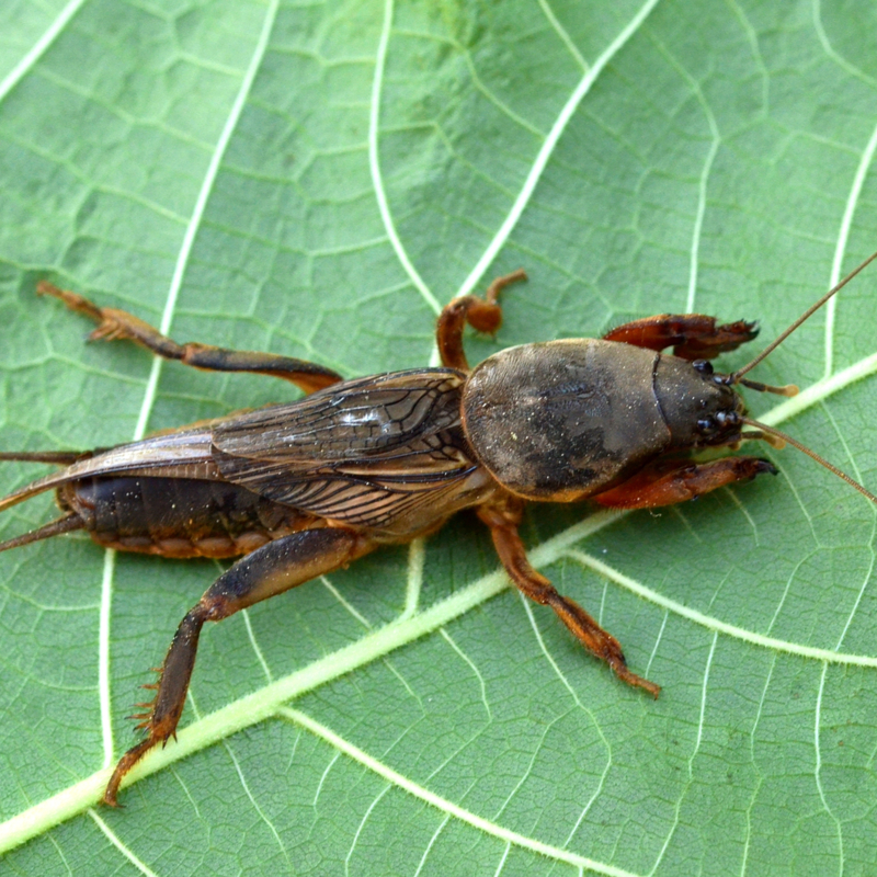 mole cricket on a leaf